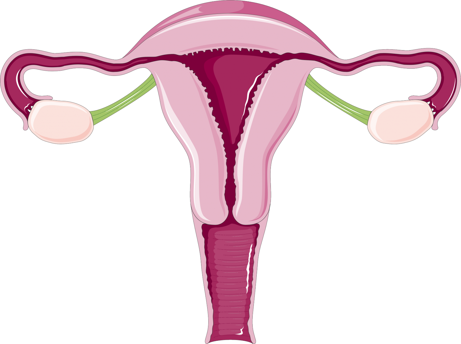 Why Do Women Have Periods Everything You Need To Know - Uterus Transparent (1600x1193)