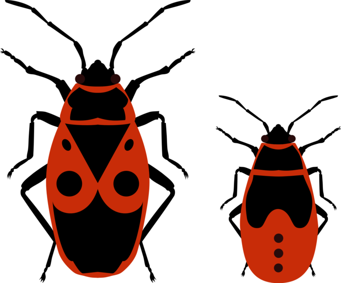 Love Bug Clip Art Clipart Best Qmvzzl Clipart - Fire Bug Vector (867x720)