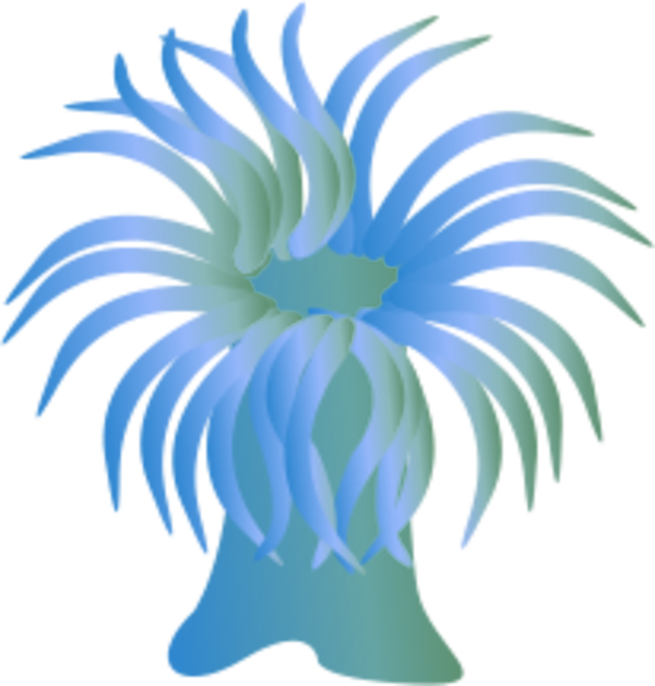 Anemone Clipart Cartoon - Anemone Clip Art (600x629)