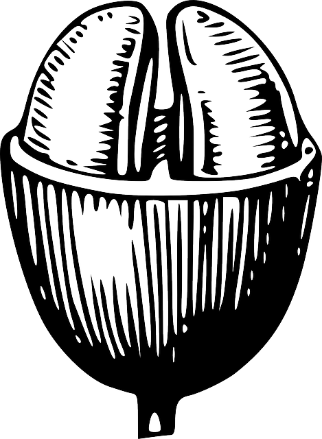 Coffee, Drink, Plant, Bean, Beans, Cocoa - Coffee Bean Clip Art (469x640)