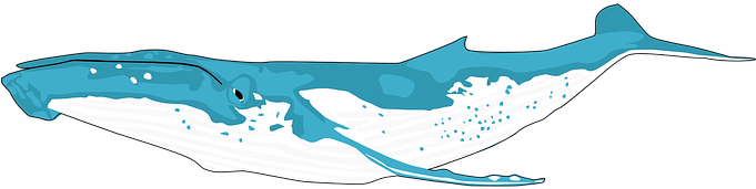 Animal Ocean Whale Blue Whale Balaenoptera - Humpback Whale Shower Curtain (680x340)