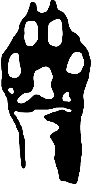 Claws Black, White, Foot, Art, Paw, Animal, Claws - Animal Liberation Human Liberation Clipart (320x640)