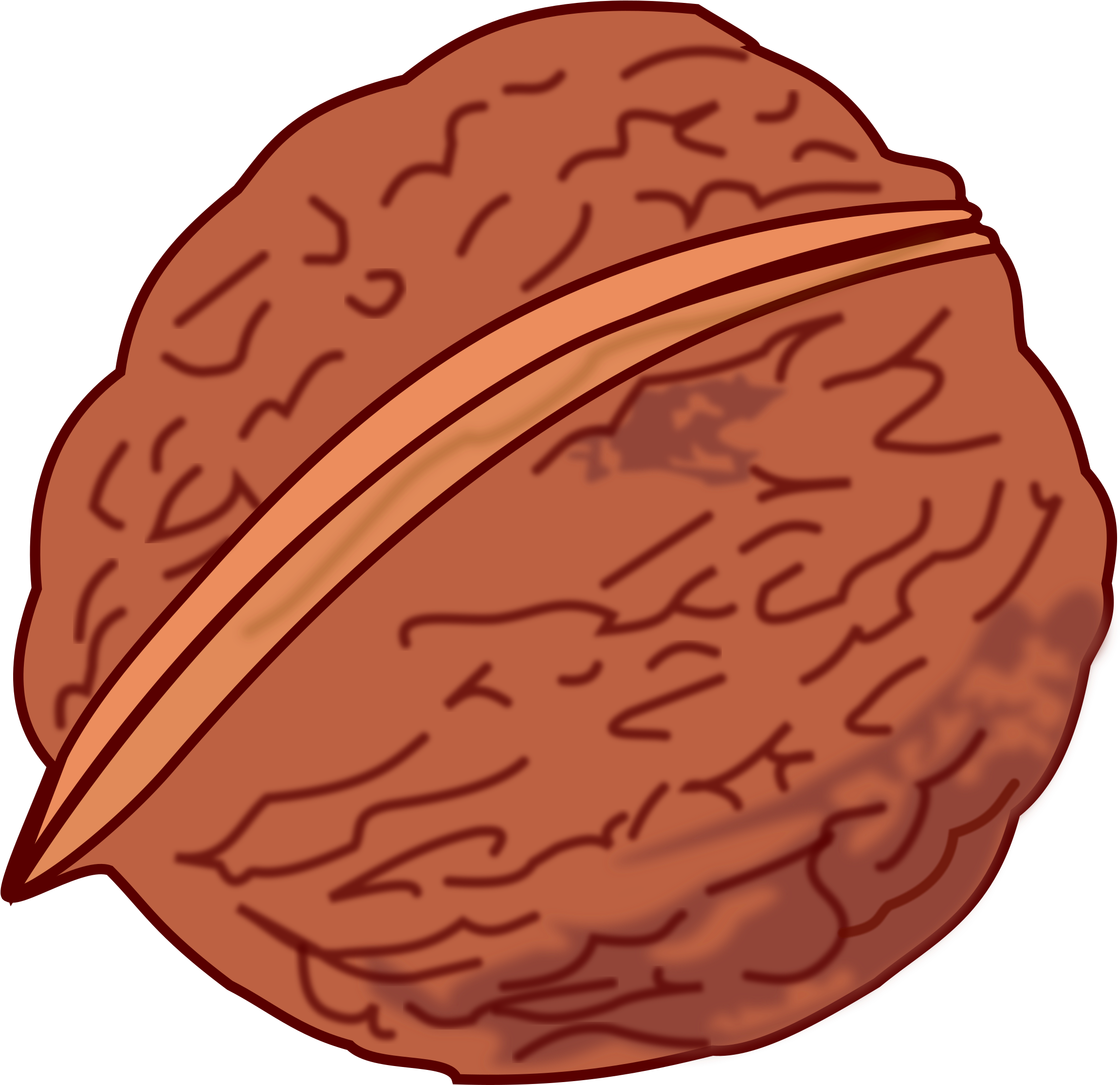 Clipart Walnut Colored - Clipart Of Walnut (2400x2334)