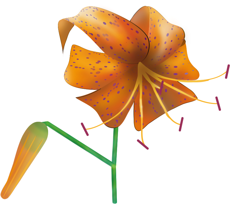 Tiger Lily Clip Art - Tiger Lily Clip Art (1024x724)
