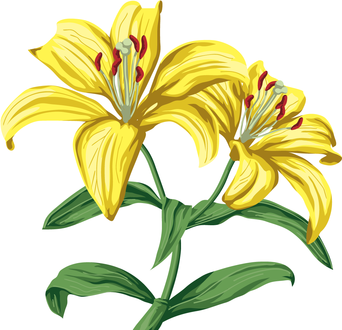 Lilium Clip Art - Lilium Clip Art (2000x2000)