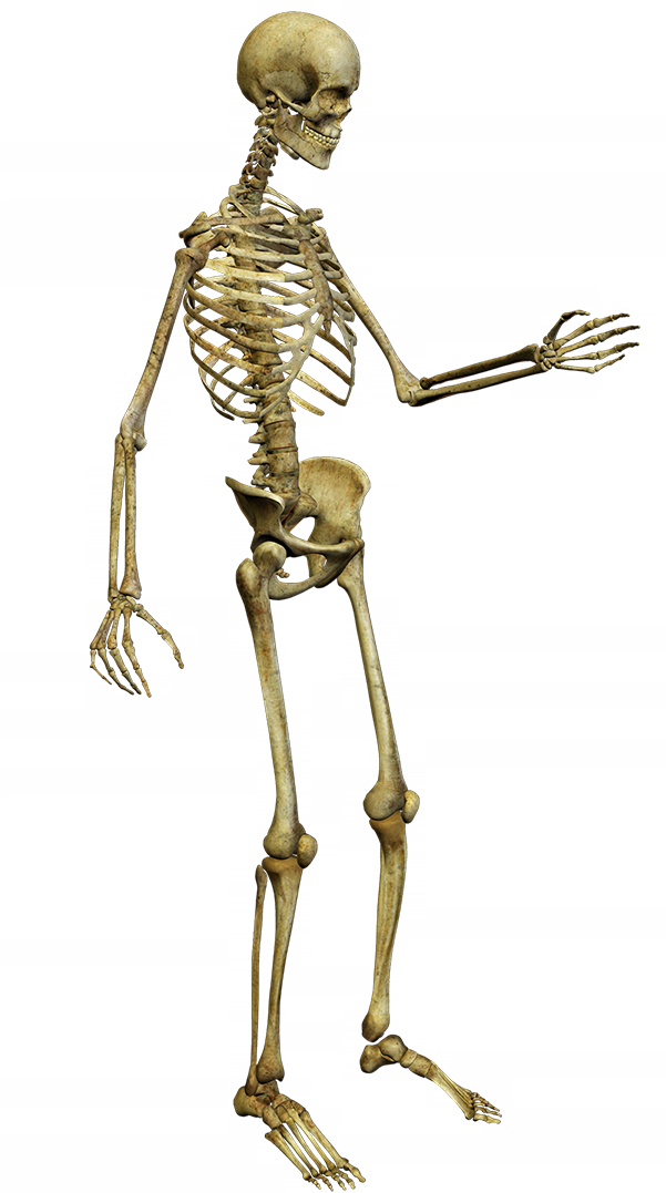 Skeletons - Skeleton (600x1085)