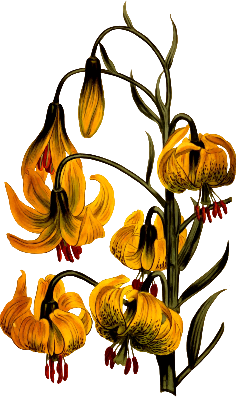 Medium Image - Zazzle Orange Pompone Lilien-botanische Illustration (474x793)
