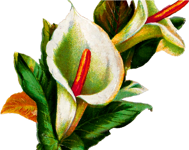 Calla Lily Clipart Potluck - Calla Lily Botanical Illustration (640x480)