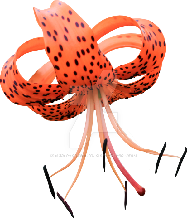 Upside Down Asiatic Lily - Asiatic Lily Upside Down (600x699)