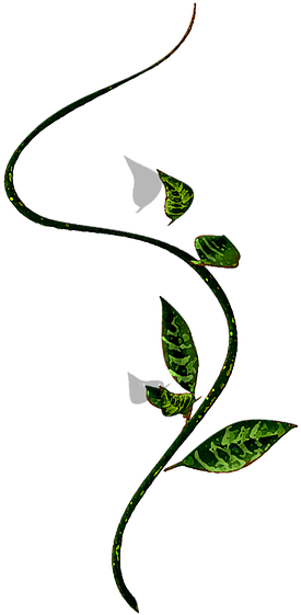 Tiger Lily - Tiger Lily (392x560)