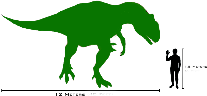 An Allosaurus Skeleton Was Discovered In The Como Bluff - Skeleton Image Of Allosaurus (753x373)