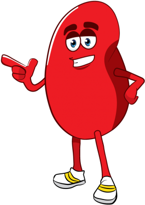 Kidneykorner - Kidney Clip Art (304x430)