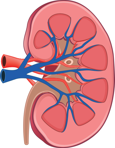 Urinary Tract Infections - Kidney Clipart Png (392x506)