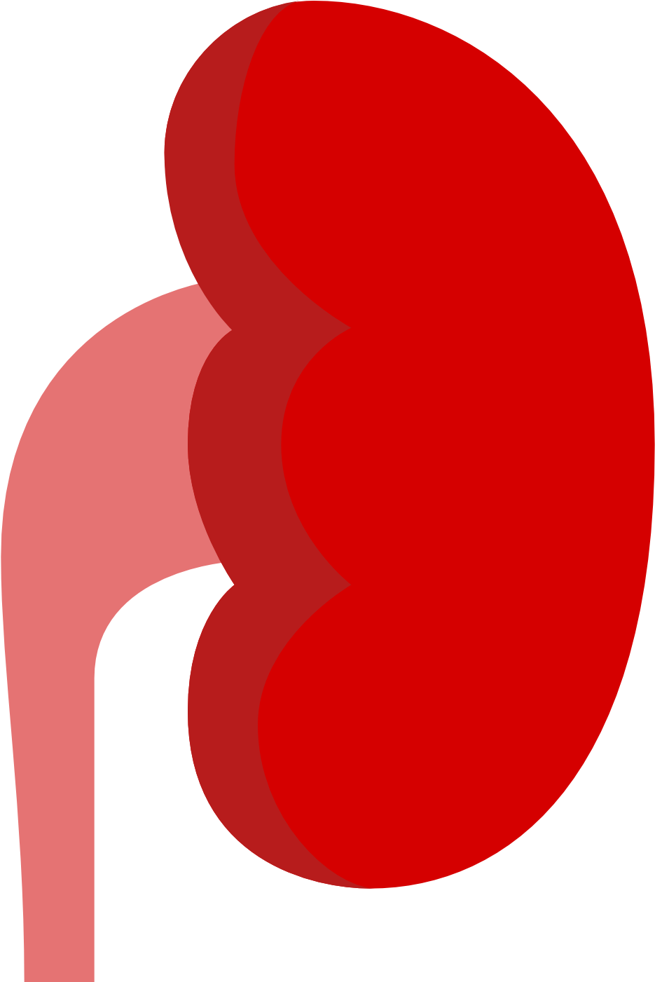 Kidney Icon - Kidney Icon (1600x1600)