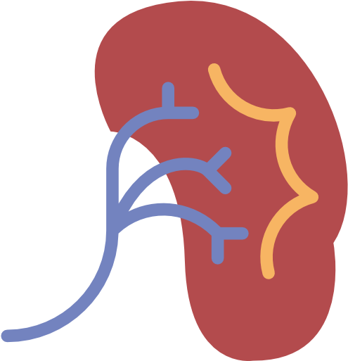 Kidney Free Icon - Kidney Png (512x512)