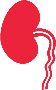 Dietary Counseling - Kidney Transparent (412x412)