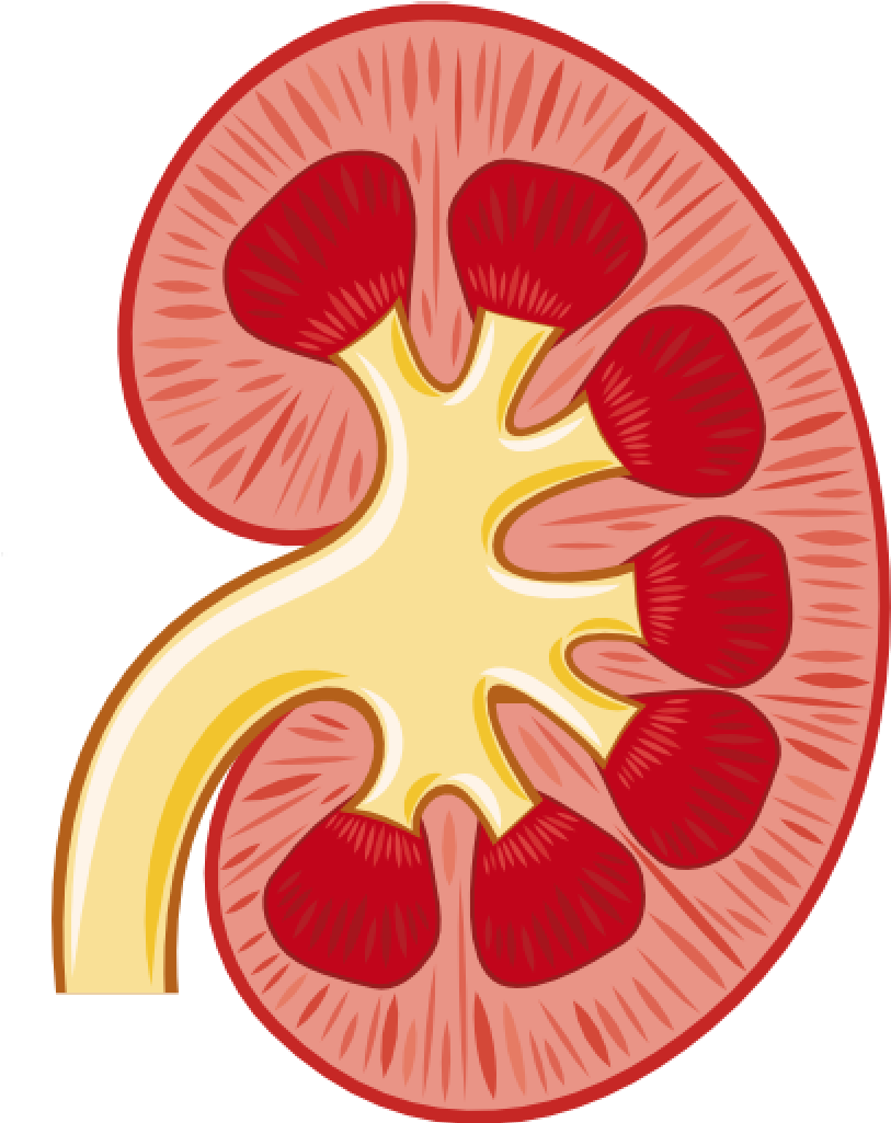 Kidney Renal Pelvis Renal Artery Clip Art - Kidney Renal Pelvis Renal Artery Clip Art (1024x1024)
