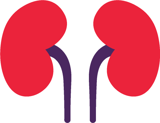 A Complicated Type Of Stone Disease Caused By A Defective - Kidney Png (547x420)