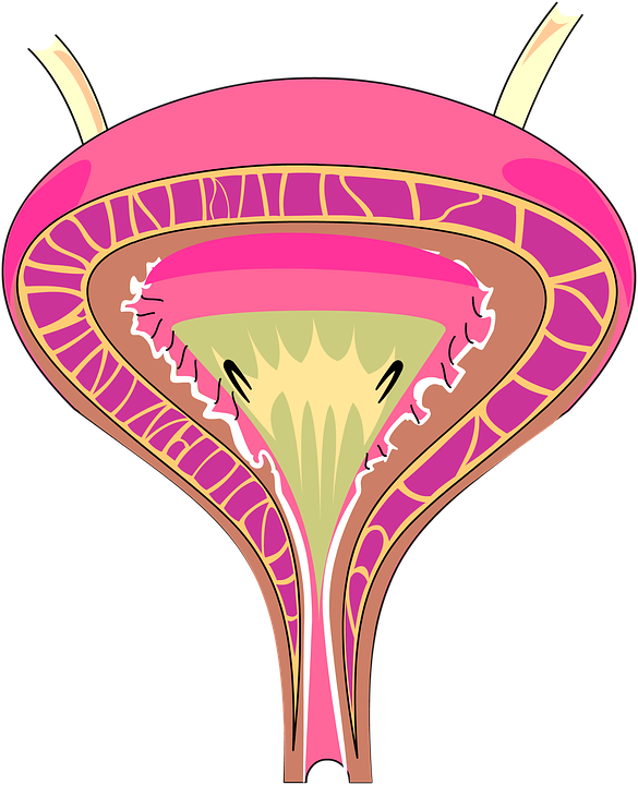 Kidney Disease Cliparts 14, Buy Clip Art - Gag Layer In Bladder (585x720)