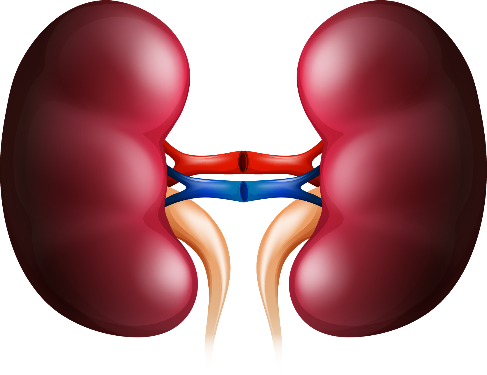 Kidney Stock Photography Organ Clip Art - Organ Human (1669x1287)