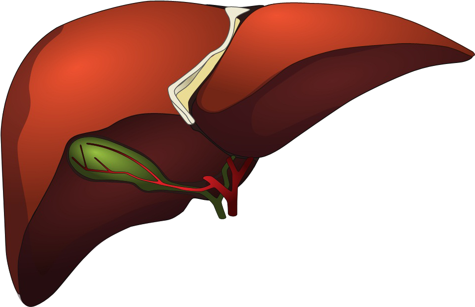 Kidney - Liver Cartoon Png (981x640)