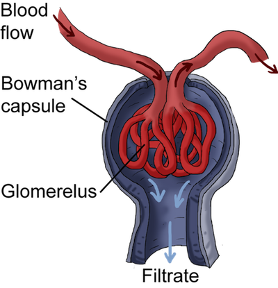 Pathway Through Kidney - Bowman's Capsule In Kidney (400x415)