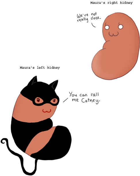 Image - Kidney (500x666)