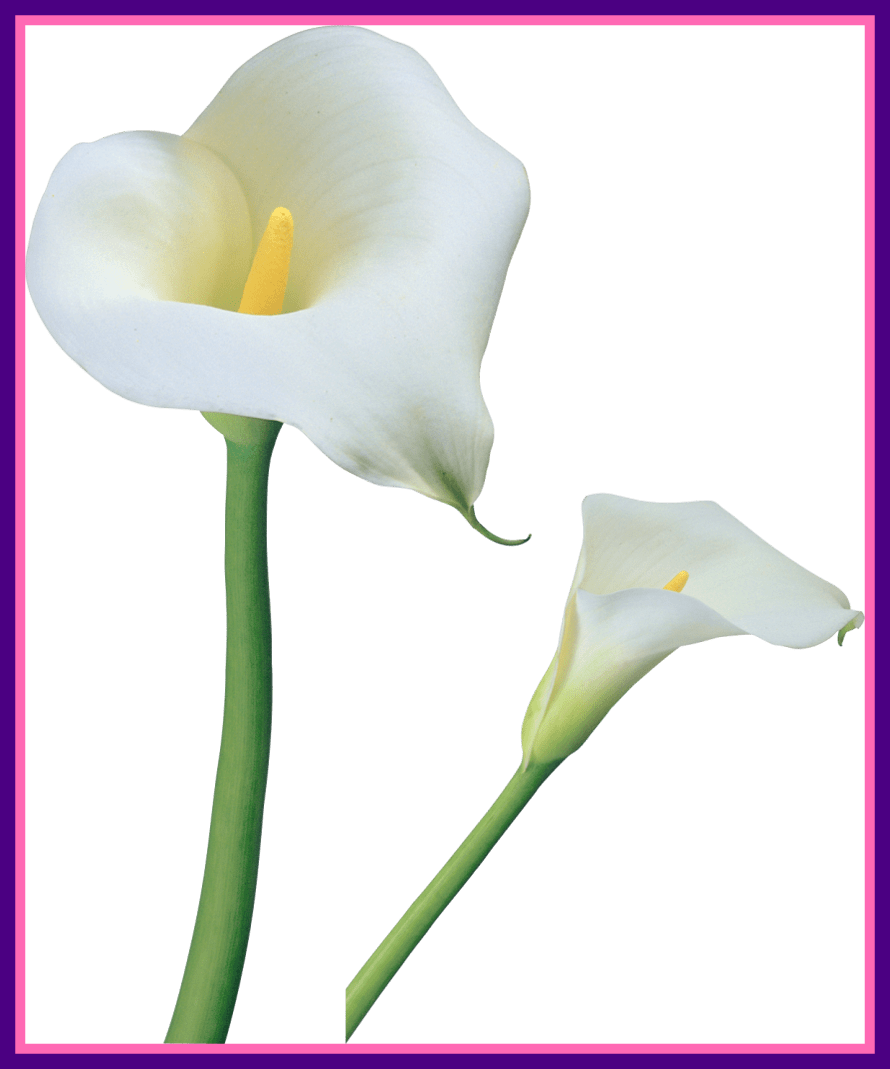 Incredible Transparent Calla Lilies Png Clipart Gallery - White Calla Lilies Png (890x1069)