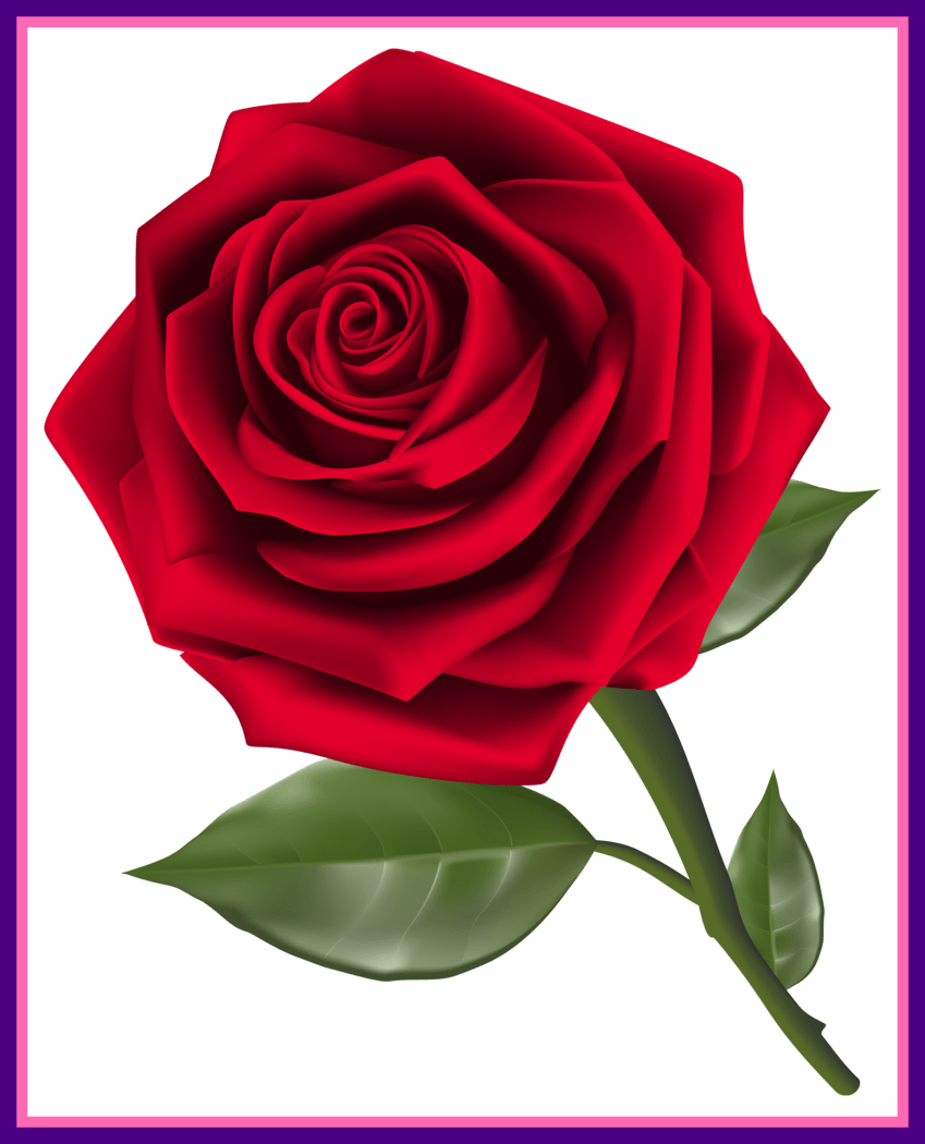 Shocking Red Rose Png Clipart Pic For Flower No Background - Birthday Card Message For Husband (849x1050)