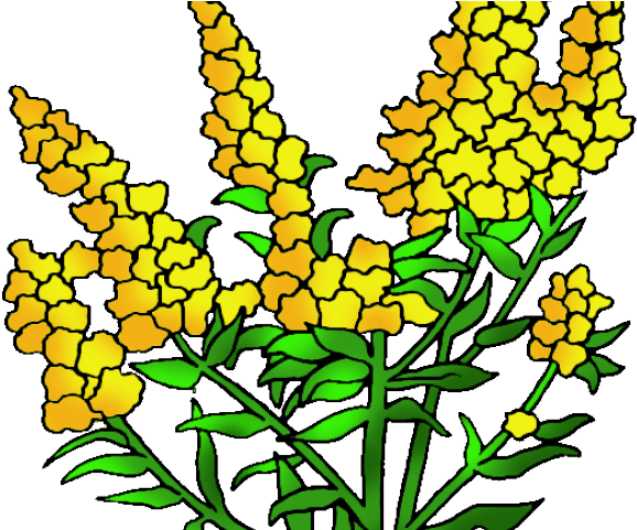 Goldenrod Cliparts - Goldenrod Cliparts (640x480)
