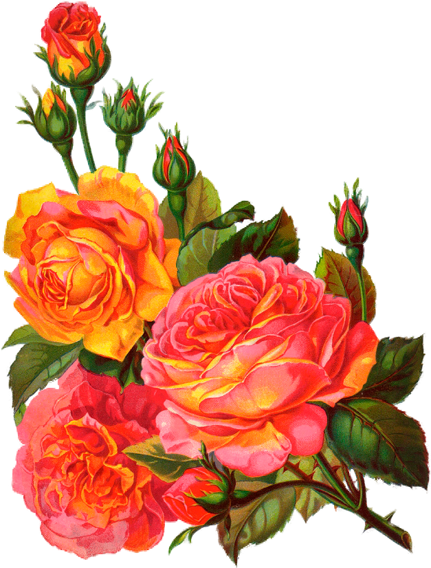 Розы - Floral Happy Birthday Greetings Card (627x826)