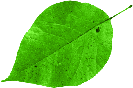 เนยทำมาเป็นตัวอย่าง นำใบไม้ไปซ้อนๆ - ใบไม้ การ์ตูน น่า รัก (500x355)