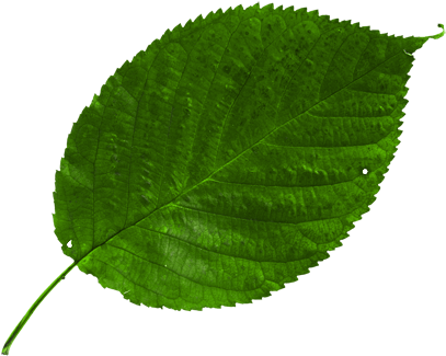 เนยทำมาเป็นตัวอย่าง นำใบไม้ไปซ้อนๆ - ใบไม้ การ์ตูน น่า รัก (500x355)