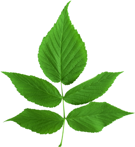 ขอบคุณเพื่อนๆ ทุกท่าน - Green Ash Tree Leaf (500x564)