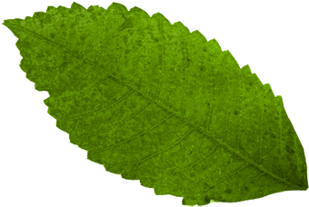 เนยทำมาเป็นตัวอย่าง นำใบไม้ไปซ้อนๆ - Autumn Leaf Color (500x355)