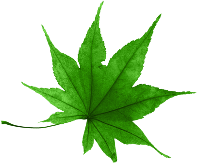 ขอบคุณเพื่อนๆ ทุกท่าน - ภาพ วาด ใบไม้ สวย ๆ (500x355)