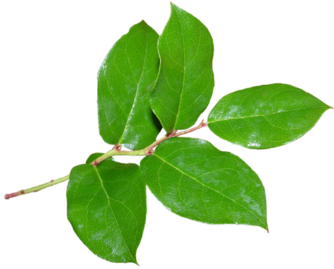 ขอบคุณเพื่อนๆ ทุกท่าน - ใบไม้ จริง (500x414)