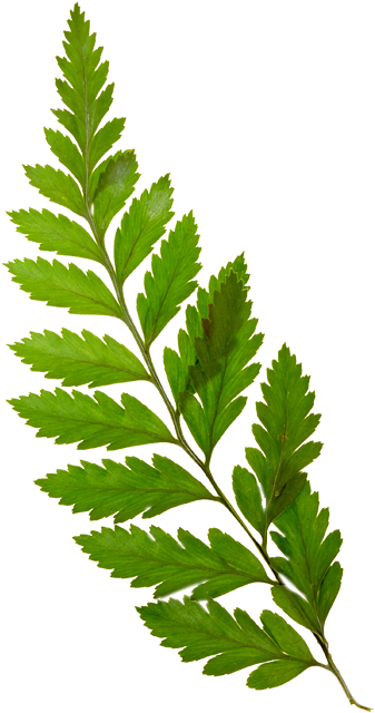 ขอบคุณเพื่อนๆ ทุกท่าน - Hojas De Plantas Png (374x680)