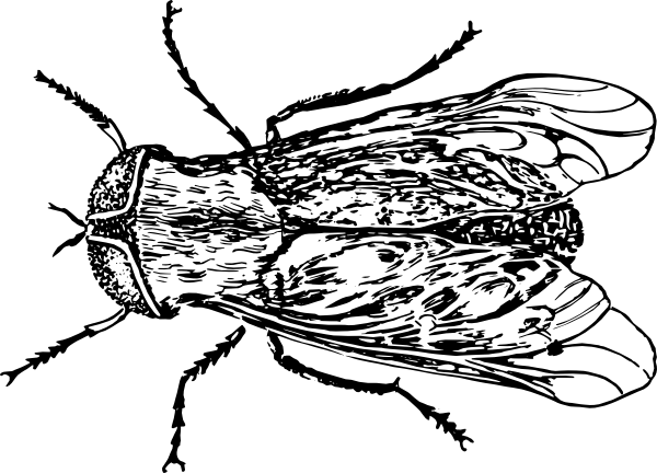 Horse Fly Coloring Pages (600x432)