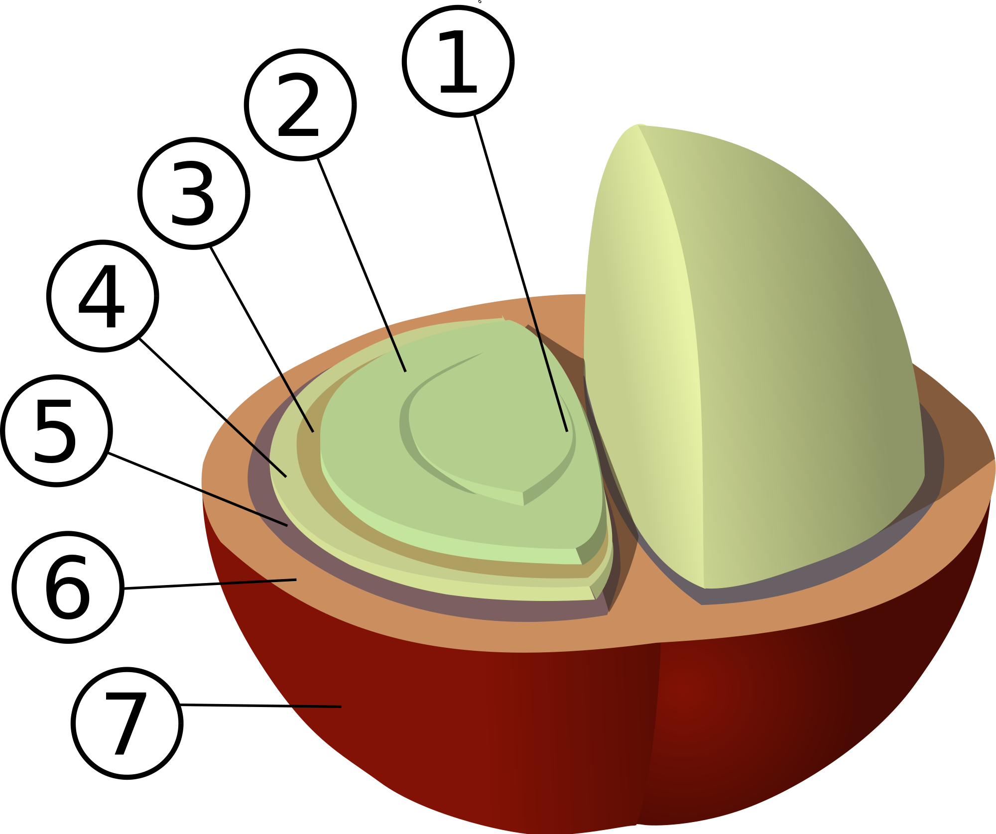 Anatomy Of The Coffee Bean File Structure Svg Wikimedia - Coffee Bean Structure (2000x1675)