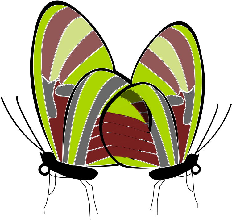 Free Butterfly Zebra Long Wing Free Butterflies - Clip Art (800x758)