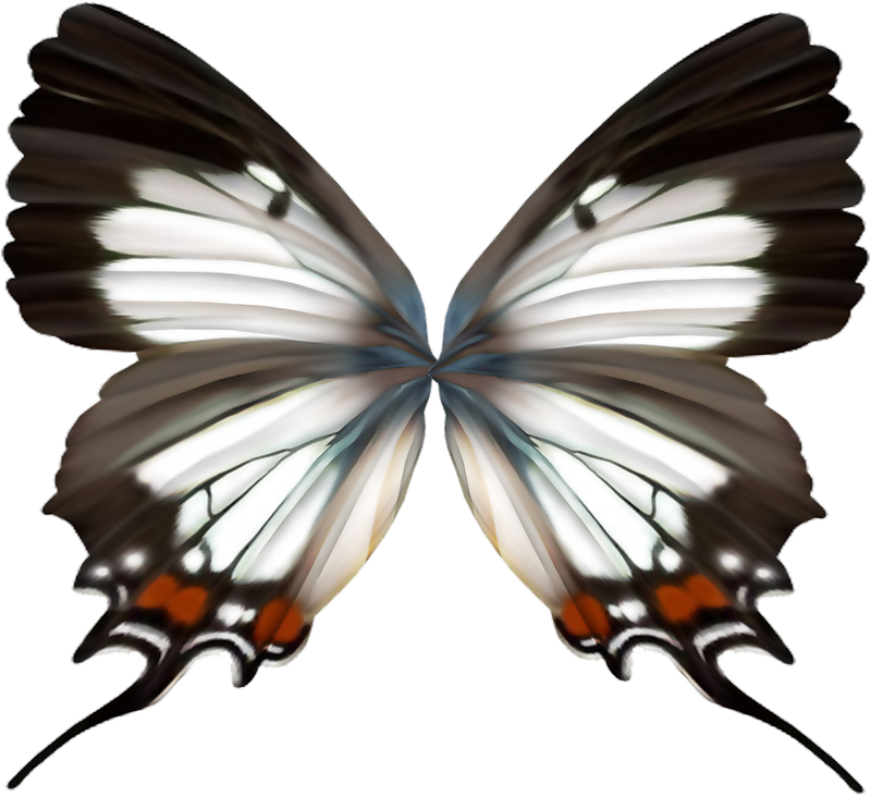 Album - Butterflies And Moths (800x732)