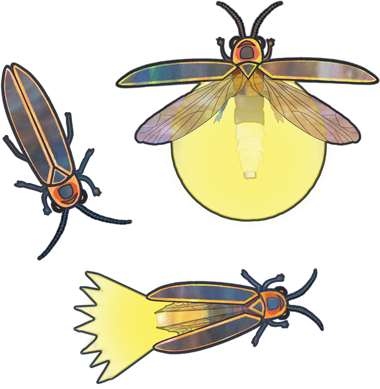 Honey Bee - Net-winged Insects (919x912)