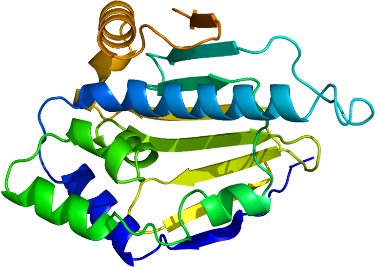 Heat Shock Protein 70 Structure (818x596)
