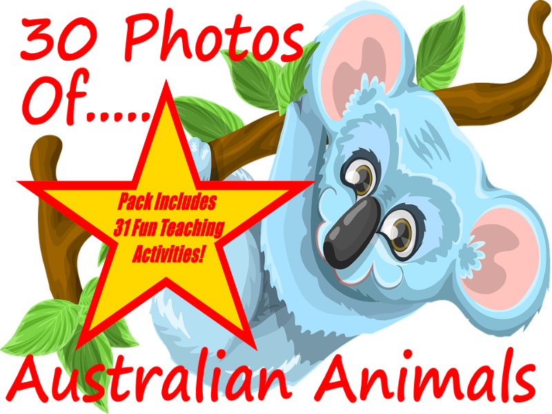 30 Photos And Images Of Australian Animals Powerpoint - Koala (800x600)