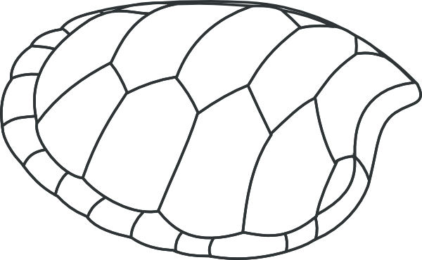 Svg Hiturtle Shell Coloring Pages - Draw A Turtle Shell (600x370)