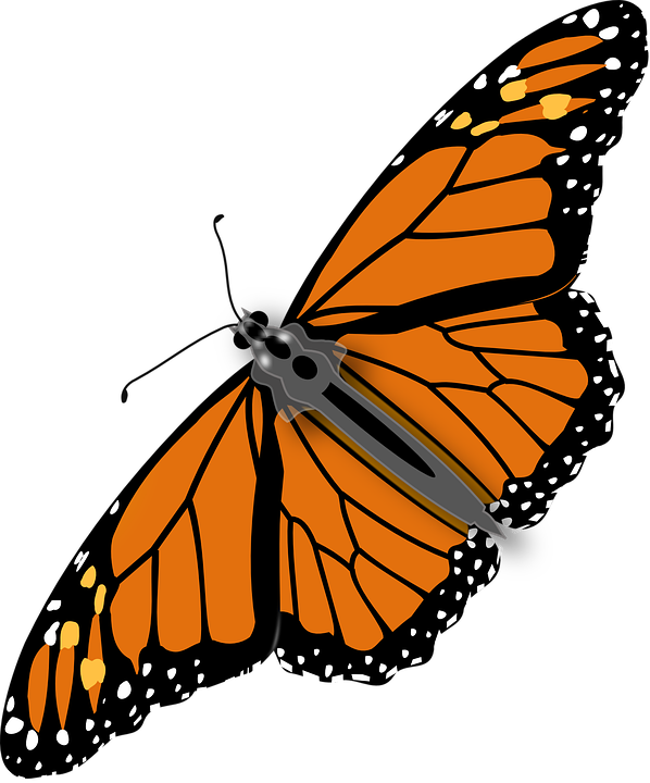 Butterfly Png (598x720)