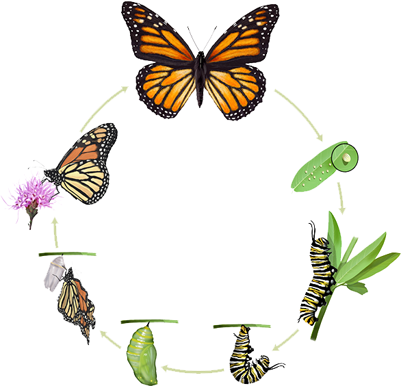 Strategic - Life Cycle Of A Butterfly (600x600)