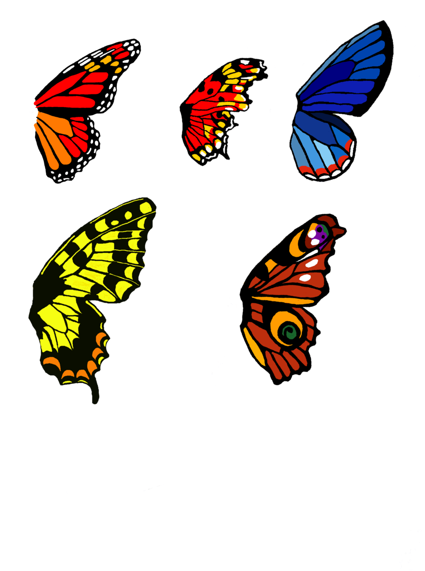 Butterfly Wing Bases Set 1 By Moondragonwings - Butterfly Artwork On Wings (900x1332)