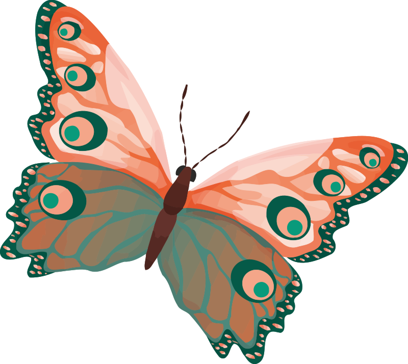 Medium Image - Butterfly Drawing Color (800x714)